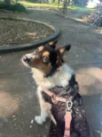 Lola