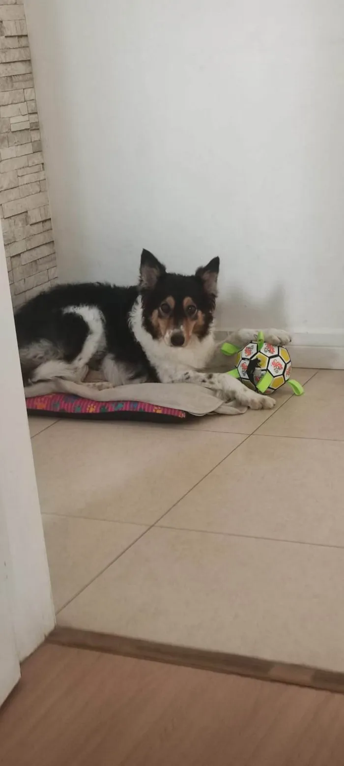 Cachorro ra a SRD-ViraLata idade 4 anos nome Lola