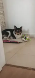 Lola