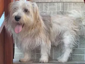 Cachorro raça Maltês idade 4 anos nome Floquinho 