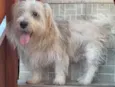 Floquinho