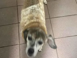 Cachorro raça SRD-ViraLata idade 6 ou mais anos nome Pituca