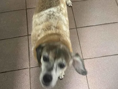 Cachorro raça SRD-ViraLata idade 6 ou mais anos nome Pituca
