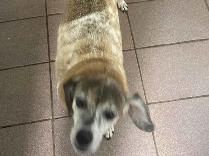 Cachorro ra a SRD-ViraLata idade 6 ou mais anos nome Pituca