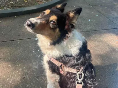 Cachorro raça SRD-ViraLata idade 4 anos nome Lola