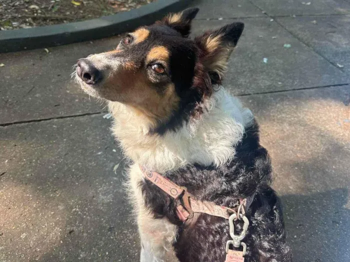 Cachorro ra a SRD-ViraLata idade 4 anos nome Lola