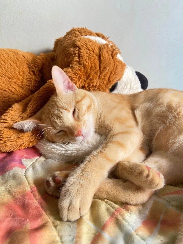 Gato ra a SRD-ViraLata idade 1 ano nome Açafrão
