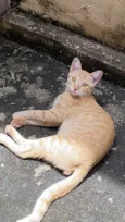 Açafrão