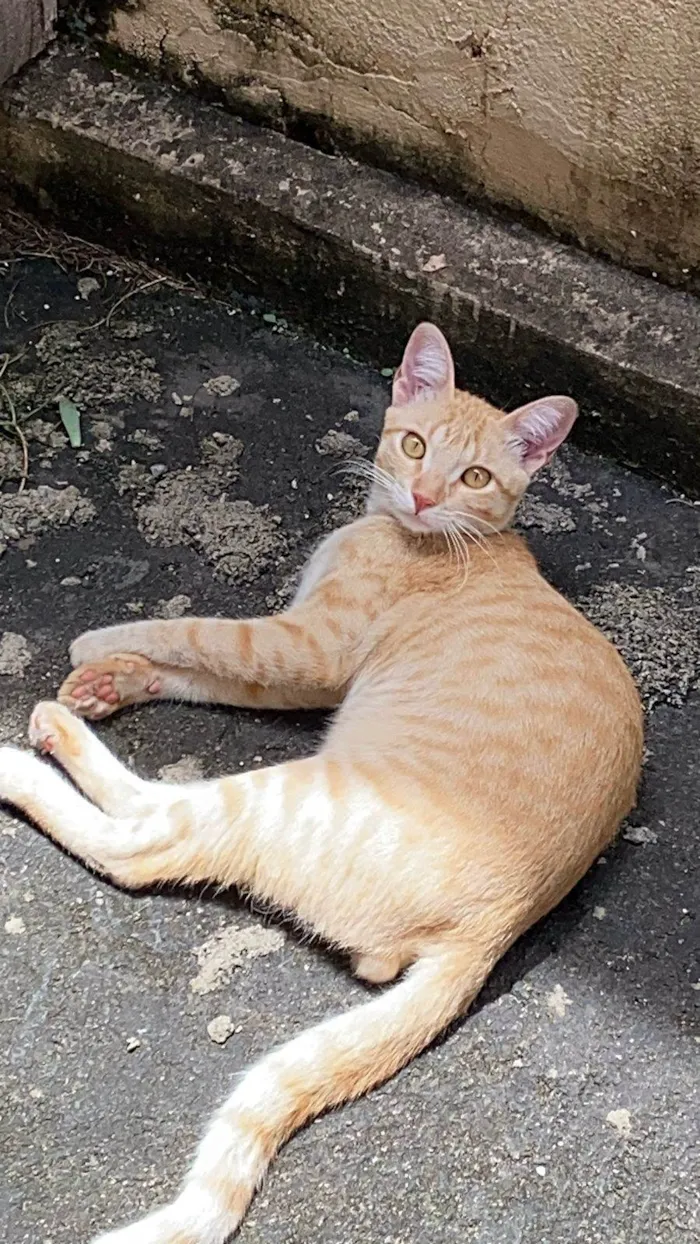 Gato ra a SRD-ViraLata idade 1 ano nome Açafrão