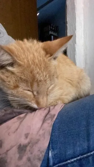 Gato ra a SRD-ViraLata idade 1 ano nome Açafrão
