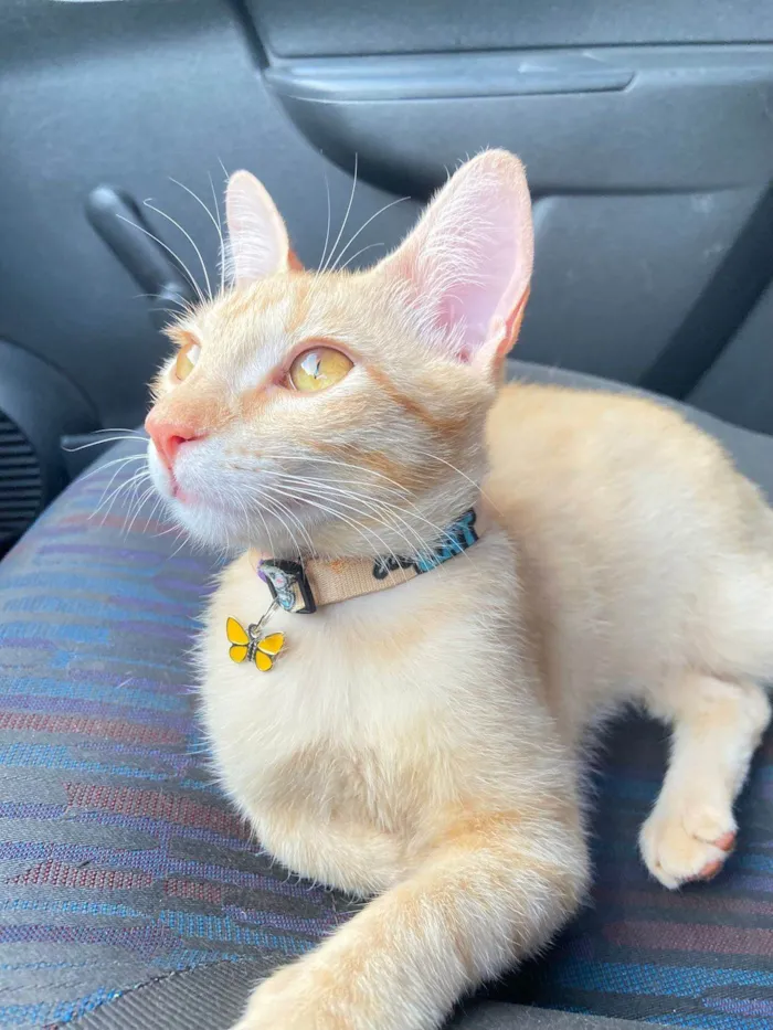 Gato ra a SRD-ViraLata idade 1 ano nome Açafrão