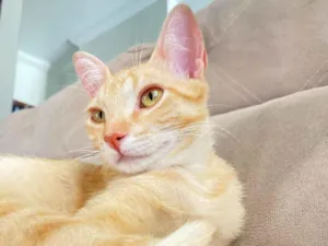 Gato raça SRD-ViraLata idade 1 ano nome Açafrão