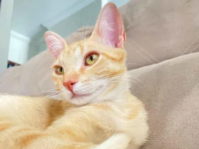 Gato raça SRD-ViraLata idade 1 ano nome Açafrão