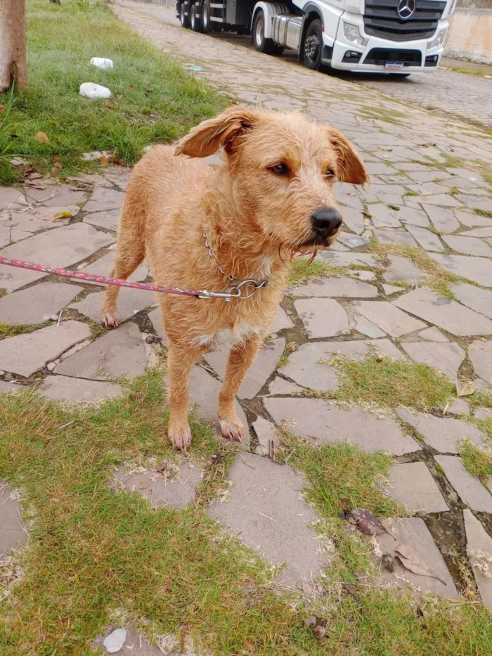 Cachorro ra a SRD-ViraLata idade 2 anos nome Alemao Feliz 2025
