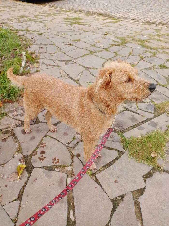 Cachorro ra a SRD-ViraLata idade 2 anos nome Alemao Feliz 2025