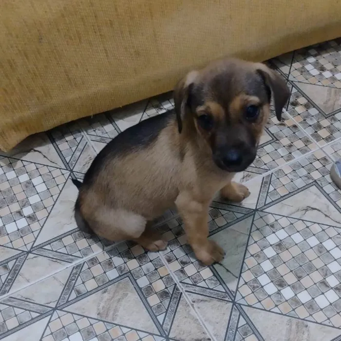 Cachorro ra a SRD-ViraLata idade 2 a 6 meses nome Jorginho
