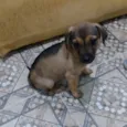 Jorginho