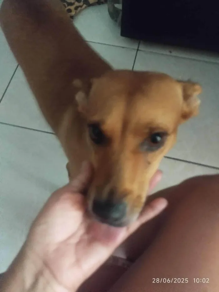 Cachorro ra a SRD-ViraLata idade 3 anos nome Morgana 
