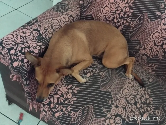 Cachorro ra a SRD-ViraLata idade 3 anos nome Morgana 