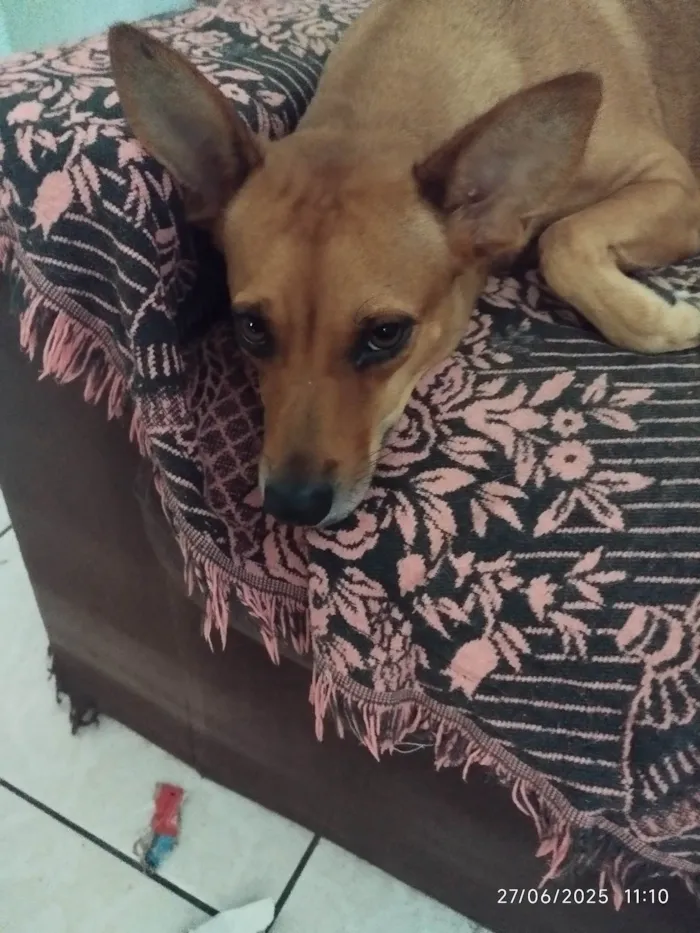 Cachorro ra a SRD-ViraLata idade 3 anos nome Morgana 