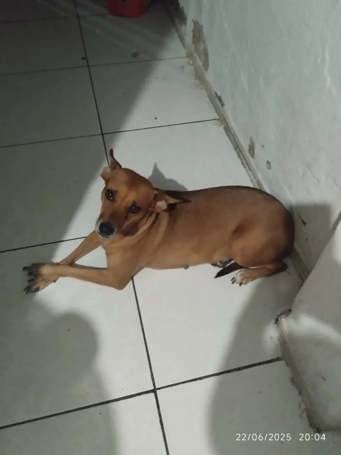 Cachorro ra a SRD-ViraLata idade 3 anos nome Morgana 
