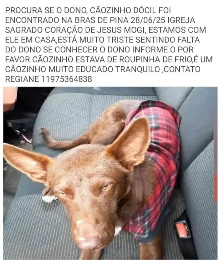 Cachorro ra a SRD-ViraLata idade 2 anos nome nao definido