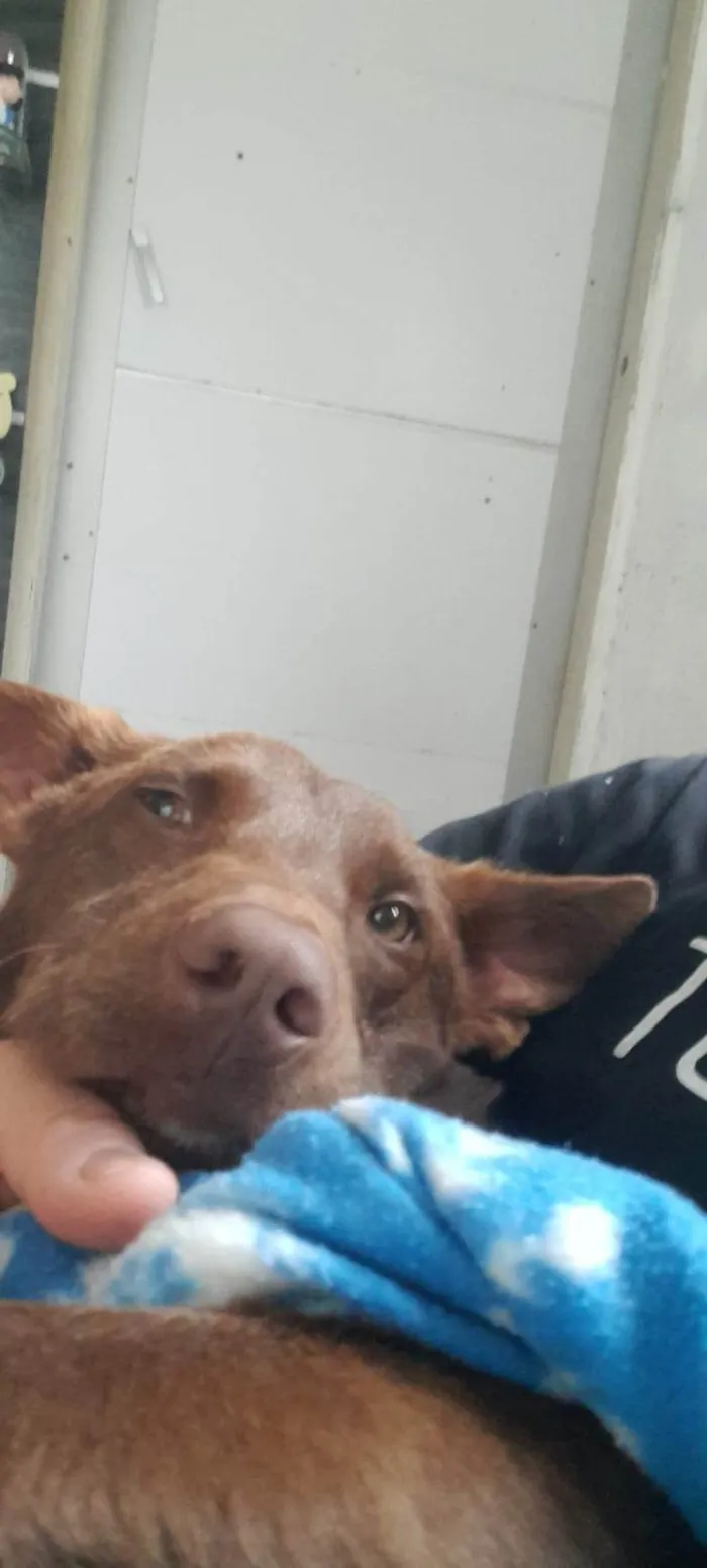 Cachorro ra a SRD-ViraLata idade 2 anos nome nao definido