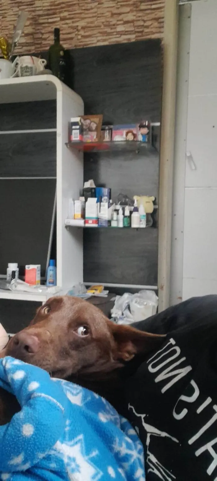 Cachorro ra a SRD-ViraLata idade 2 anos nome nao definido