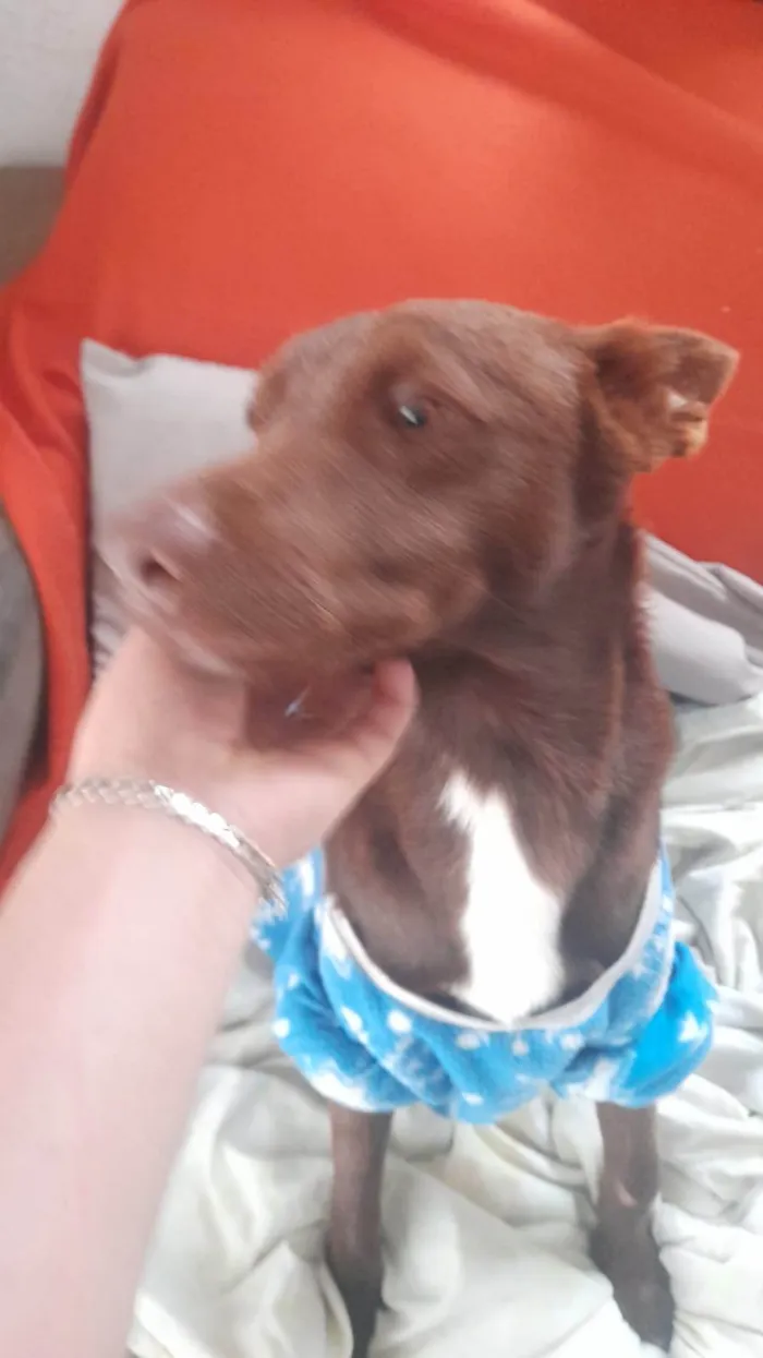Cachorro ra a SRD-ViraLata idade 2 anos nome nao definido