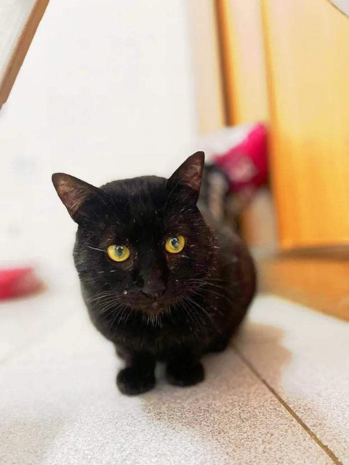 Gato ra a SRD-ViraLata idade 4 anos nome Everest