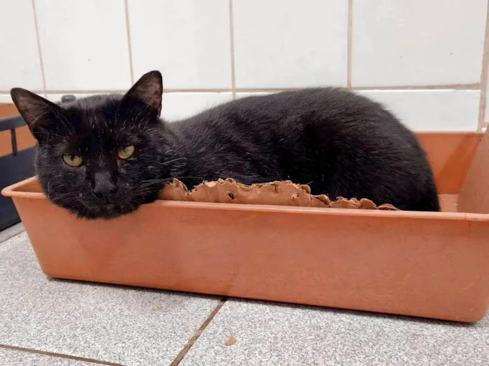 Gato ra a SRD-ViraLata idade 4 anos nome Everest