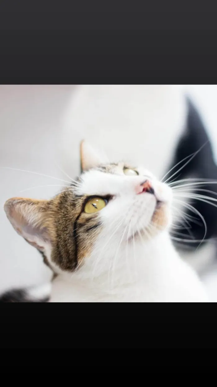 Gato ra a SRD-ViraLata idade 2 anos nome Chia