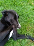 Cachorro sem nome, abandonado, procurando um lar com amor