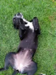 Cachorro sem nome, abandonado, procurando um lar com amor