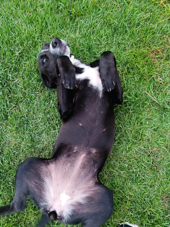 Cachorro ra a SRD-ViraLata idade 1 ano nome Cachorro sem nome, abandonado, procurando um lar com amor