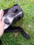Cachorro sem nome, abandonado, procurando um lar com amor