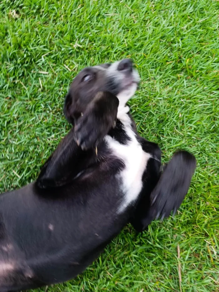 Cachorro ra a SRD-ViraLata idade 1 ano nome Cachorro sem nome, abandonado, procurando um lar com amor