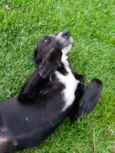 Cachorro sem nome, abandonado, procurando um lar com amor