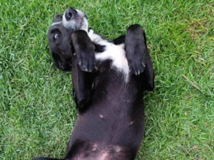 Cachorro raça SRD-ViraLata idade 1 ano nome Cachorro sem nome, abandonado, procurando um lar com amor