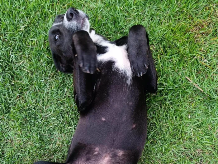 Cachorro ra a SRD-ViraLata idade 1 ano nome Cachorro sem nome, abandonado, procurando um lar com amor