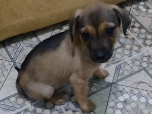 Cachorro raça SRD-ViraLata idade 2 a 6 meses nome Jorginho