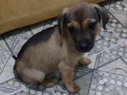 Cachorro raça SRD-ViraLata idade 2 a 6 meses nome Jorginho