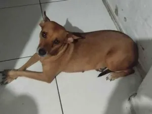 Cachorro raça SRD-ViraLata idade 3 anos nome Morgana 
