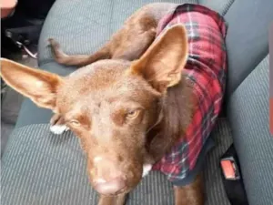 Cachorro raça SRD-ViraLata idade 2 anos nome nao definido