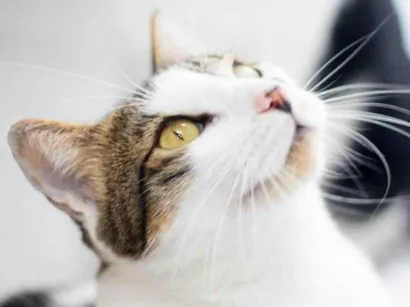 Gato raça SRD-ViraLata idade 2 anos nome Chia