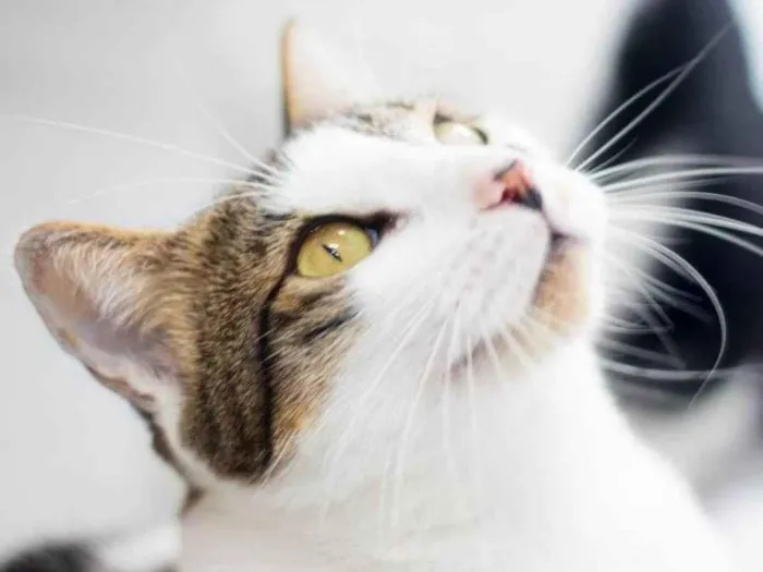 Gato ra a SRD-ViraLata idade 2 anos nome Chia