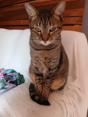 Gato raça SRD-ViraLata idade 4 anos nome Joseph e Elisabeth