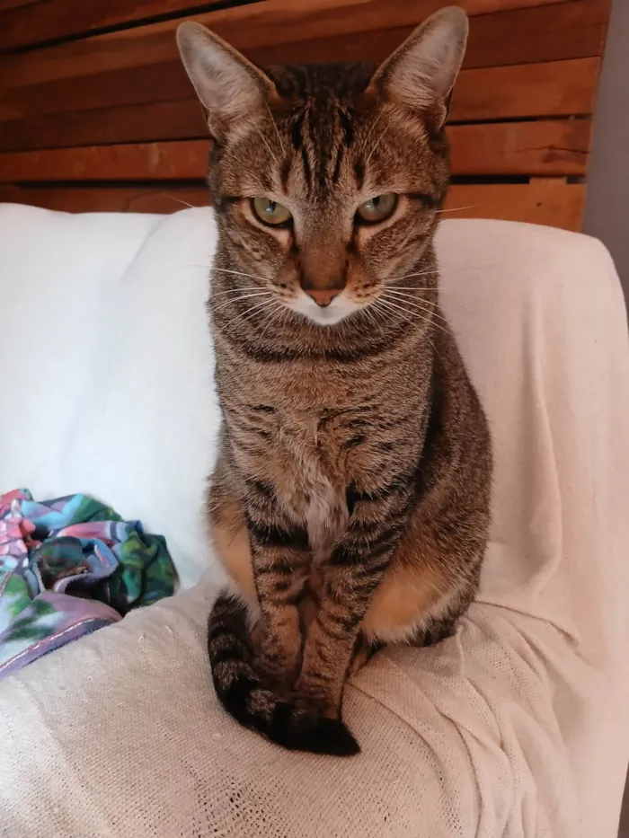 Gato ra a SRD-ViraLata idade 4 anos nome Joseph e Elisabeth