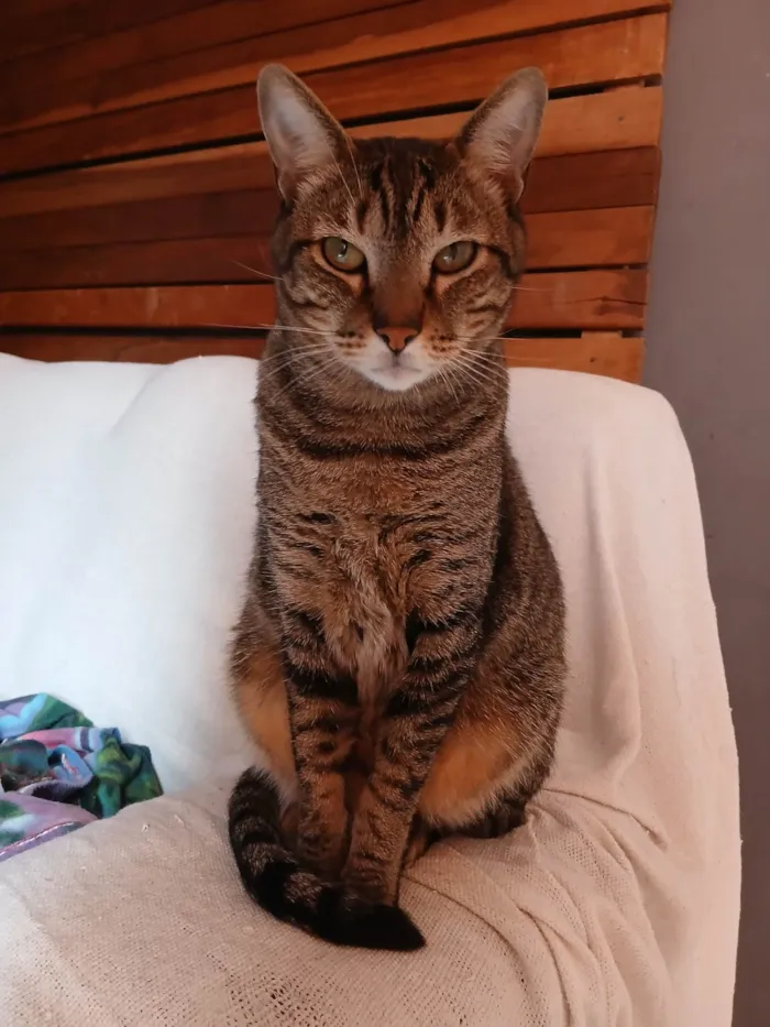 Gato ra a SRD-ViraLata idade 5 anos nome Joseph 