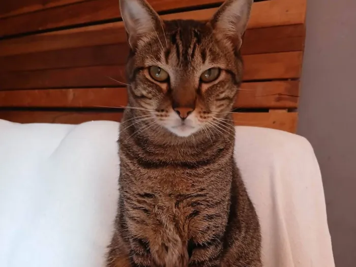 Gato ra a SRD-ViraLata idade 5 anos nome Joseph 